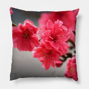 Warda Pillow