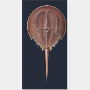 Horseshoe Crab Posters and Art