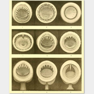 Cephalopod Mouths Posters and Art