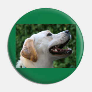 Yellow Lab Pin