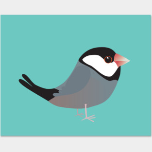 Java sparrow Posters and Art