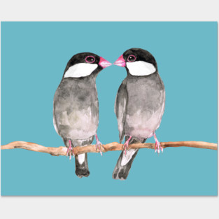 Two kissing Java sparrows Posters and Art