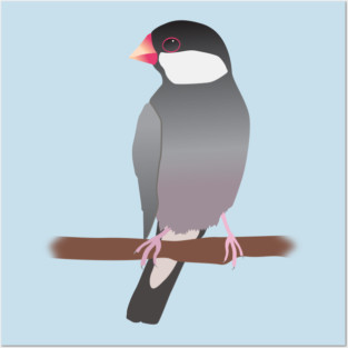 Java sparrow Posters and Art