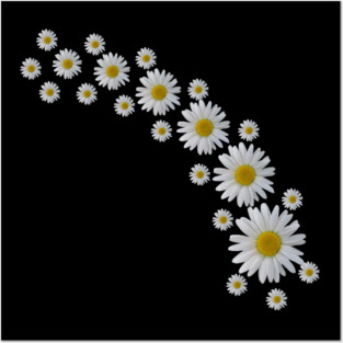 daisy flowers, blooming daisies, blooms Posters and Art