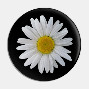 wonderful daisy flower, blooming daisy, blooms Pin