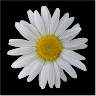 wonderful daisy flower, blooming daisy, blooms Posters and Art