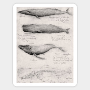 Whale Sticker