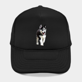 Siberian Husky Puppy Dog Hat
