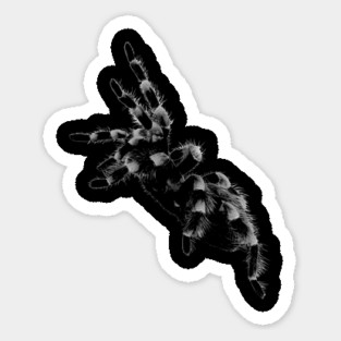Tarantula, spider Sticker
