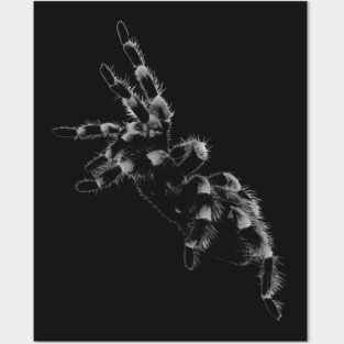 Tarantula, spider Posters and Art