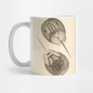Horseshoe Crab Mug