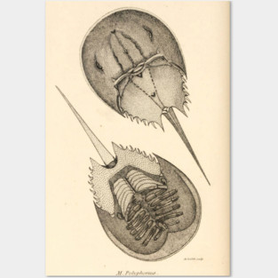 Horseshoe Crab Posters and Art