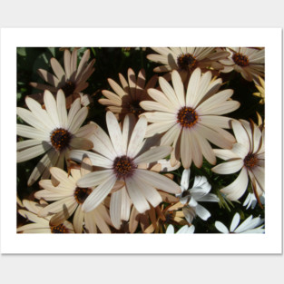 Daisies Posters and Art