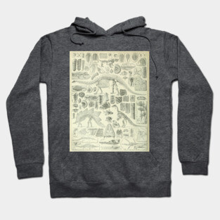 Fossil Chart Hoodie