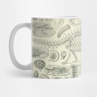 Fossil Chart Mug