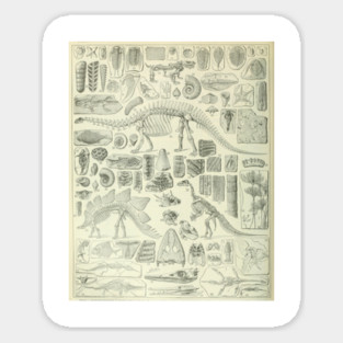 Fossil Chart Sticker
