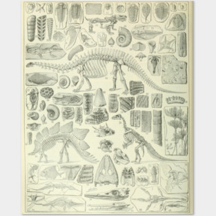 Fossil Chart Posters and Art