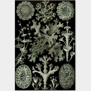 Naturalist Lichen Posters and Art