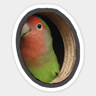 Parakeet Illusion Magnet