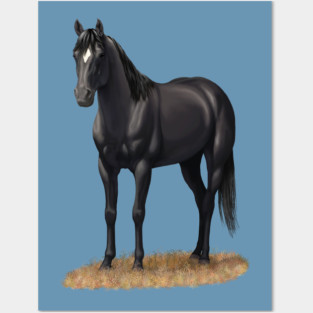 Beautiful Black Quarter Horse Stallion Posters and Art