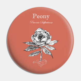 Peony - Latin Name - Botanical illustration 1. Pin