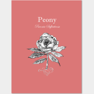 Peony - Latin Name - Botanical illustration 1. Posters and Art