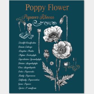 Poppy Flower - Botanical illustration with scientific classification. Posters and Art