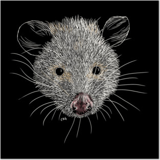 Opossum Posters and Art