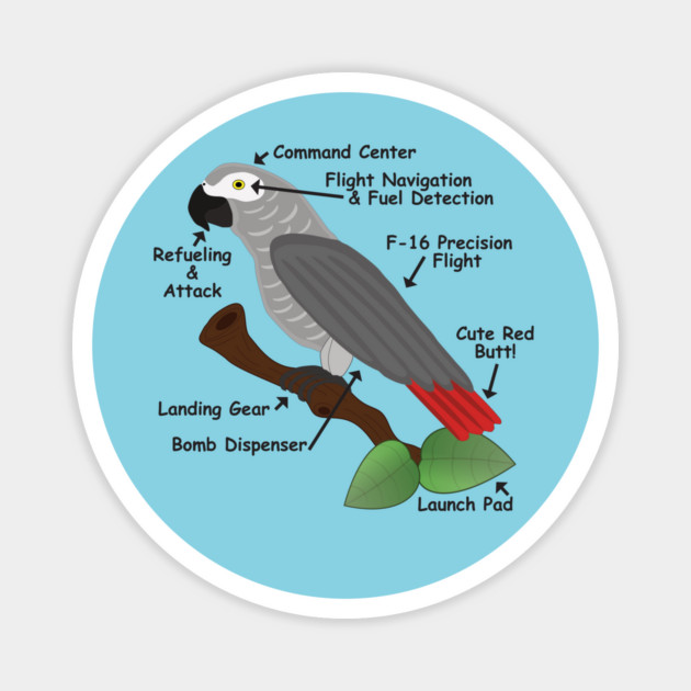 Anatomy of an African Grey Parrot Magnet by Einstein Parrot