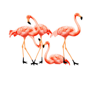 Flamingo Flock, Love Flamingos Tropical Birds T-Shirt