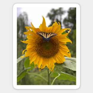 Sunflower with Butterfly Sticker