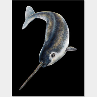Narwhal Posters and Art