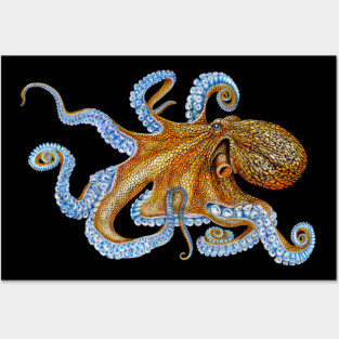 Octopus Posters and Art