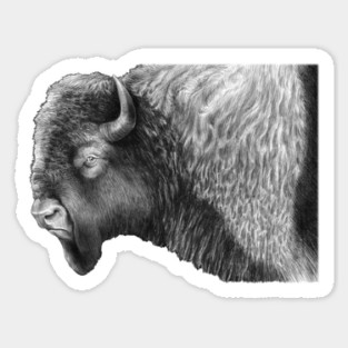 Buffalo Sticker