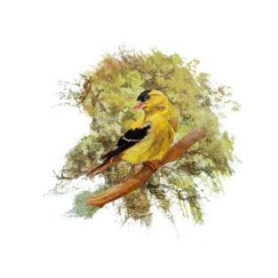 Green Shades Goldfinch T-Shirt