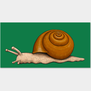 Snail Posters and Art