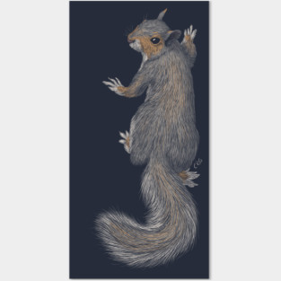 Gray Squirrel Posters and Art