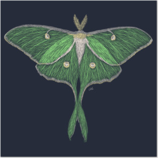 Luna Moth Posters and Art