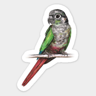 Green-cheeked conure Magnet