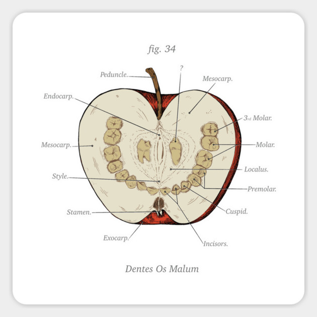 The Magnus Archives - Anatomy Class - Teeth Apple Sticker by Rusty Quill