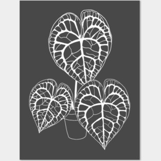 Anthurium clarinervium (white) Posters and Art