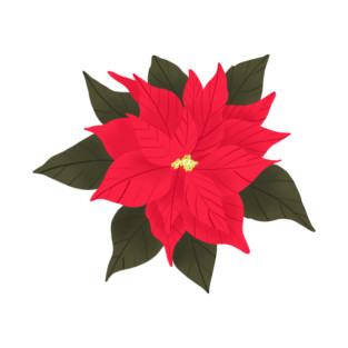 Poinsettia T-Shirt