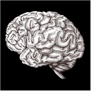 Brain Posters and Art