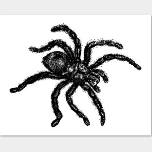 Vintage Tarantula Illustration Posters and Art