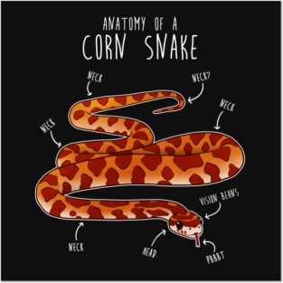 Anatomy of a Corn Snake Posters and Art