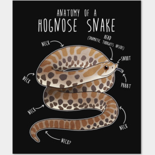 Anatomy of a Hognose Snake Posters and Art