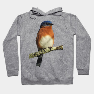 Eastern Bluebird Hoodie