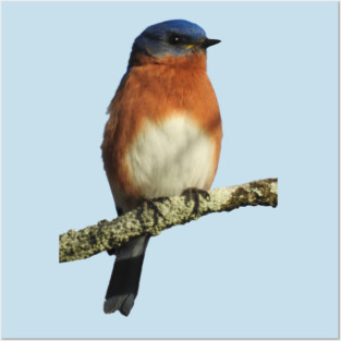 Eastern Bluebird Posters and Art