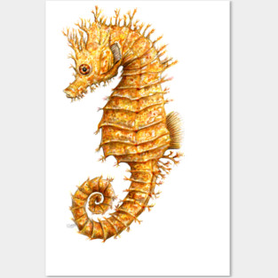 Yellow seahorse Hippocampus Posters and Art