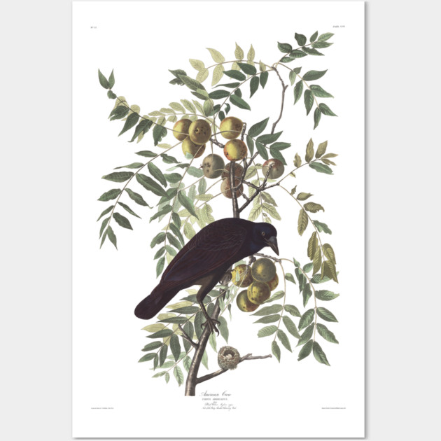 Crow by Audubon Wall Art by sandsmuseum